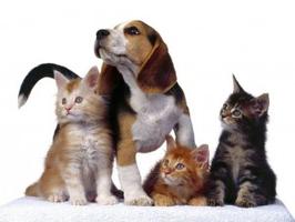 Small animal naturopathy - online courses