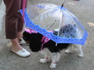 Does my umbrella match my hat? Dog Fashion Show