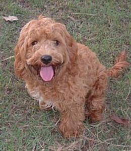 Cute Spoodles