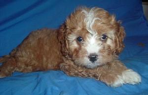 Cavoodle Puppies on Cavoodle Dog Breeder Queensland Australia  Koolaroo Kennels   Lockyer