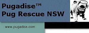 pug rescue nsw pugadise tm pug rescue nsw ozdoggy pug rescue nsw pugadise tm pug rescue nsw ozdoggy