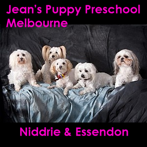 Puppy Preschool in Niddrie Melbourne - Delta Canine ...