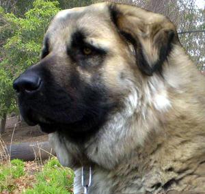 Anatolian Shepherd Brindle