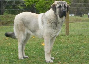 dog details oz doggy id 3850 breed anatolian shepherd d