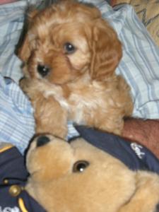 Black Cavoodle