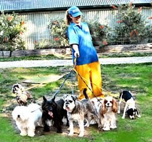 Dog Boarding Kennels / Cattery Wonga Park VIC 3115 ...