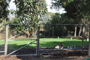 Dog Boarding Kennels Golden Grove Dog Boarding Kennels Golden Grove