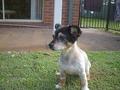 Pet Friendly Accommodation Category