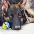 Pet Portraits Category