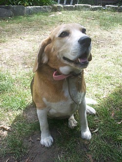 Pictures sent in by Plenty 4 Paws - Melbourne
