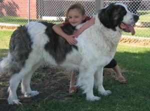 Pyrenean Mastiff