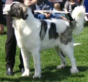 Pyrenean Mastiff