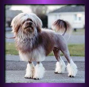All+small+dog+breeds+pictures