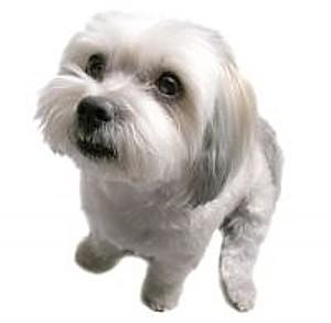 pet medication