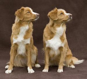 How To Get Your Dog To Listen To You How To Get Your Dog To Listen To You