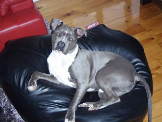 This is my cheeky American Staffordshire Bull Terrier, Boston.