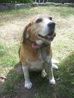 Pictures sent in by Plenty 4 Paws - Melbourne