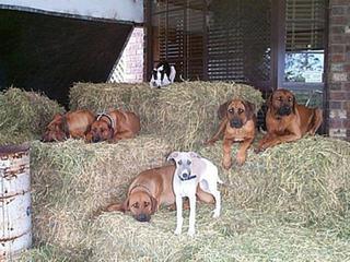 Nice pic! Thanks Vicki @ Cedarrose Ridgebacks