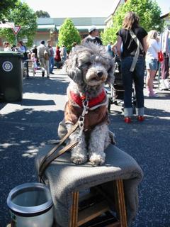 Benjamin The Dog - Camberwell Markets, Melbourne
