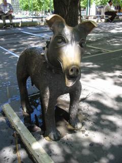City Dog - Melbourne, Australia
