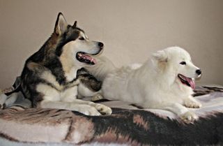 Happy malamute and samoyed - King and Paige + MORE