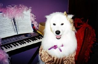 New Ozdoggy Friend: Samoyed Oscar / Feb 27, 2006
