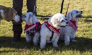 Find Dog Trainers in Brisbane