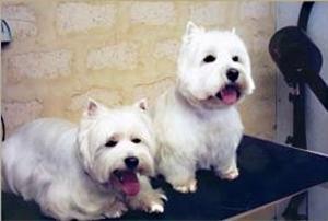 Dog Grooming School Brisbane, and Mandurah