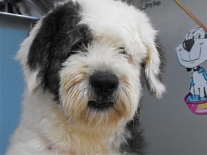 Dog Grooming Courses Melbourne