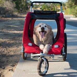 Find Pet Sitters in Melbourne, Sydney, Brisbane, Perth