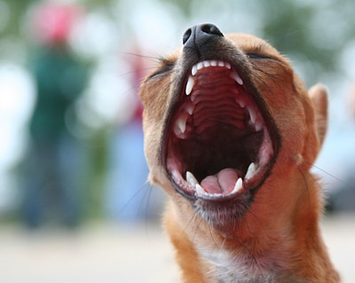Bored Barking Dog - How to stop excessive dog barking