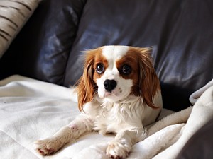 Molly - Cavalier King Charles Spaniel