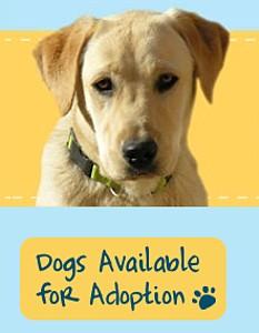 Labrador deals rescue act