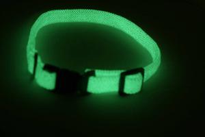 Glow in the dark dog collar