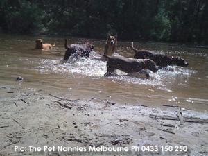 23 dog walkers on Oz Doggy