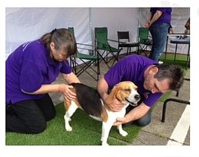 NCTM Dog Massage