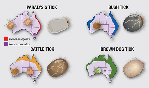 Four types of ticks in Australia