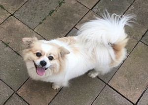 Bonnie - Cavalier X 5 year old female - Free to good home