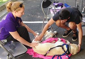 Animal first aid course Brisbane