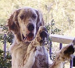 Can you help find Beau? Missing English Setter.