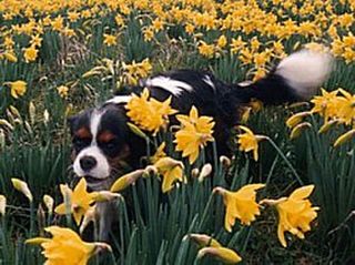 Dog Breeders